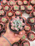 Pachyveria Blue Belle M3'