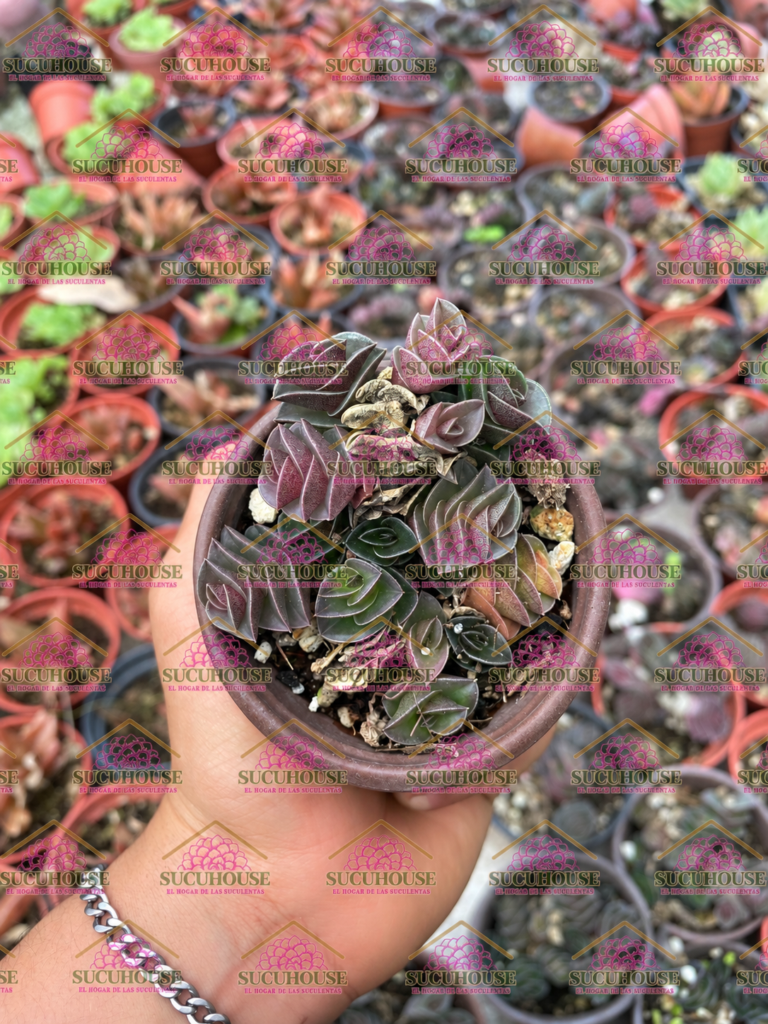 Callisia navicularis M3'