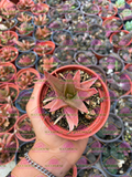 Alworthia Black Gem M3'