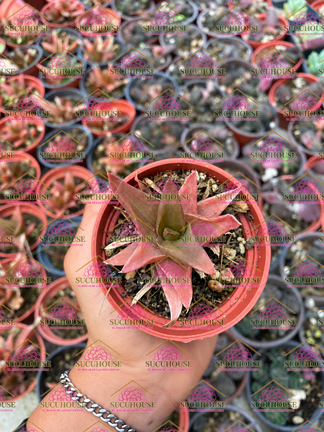 Alworthia Black Gem M3'