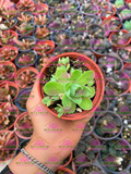 Greenovia dodrentalis M3'