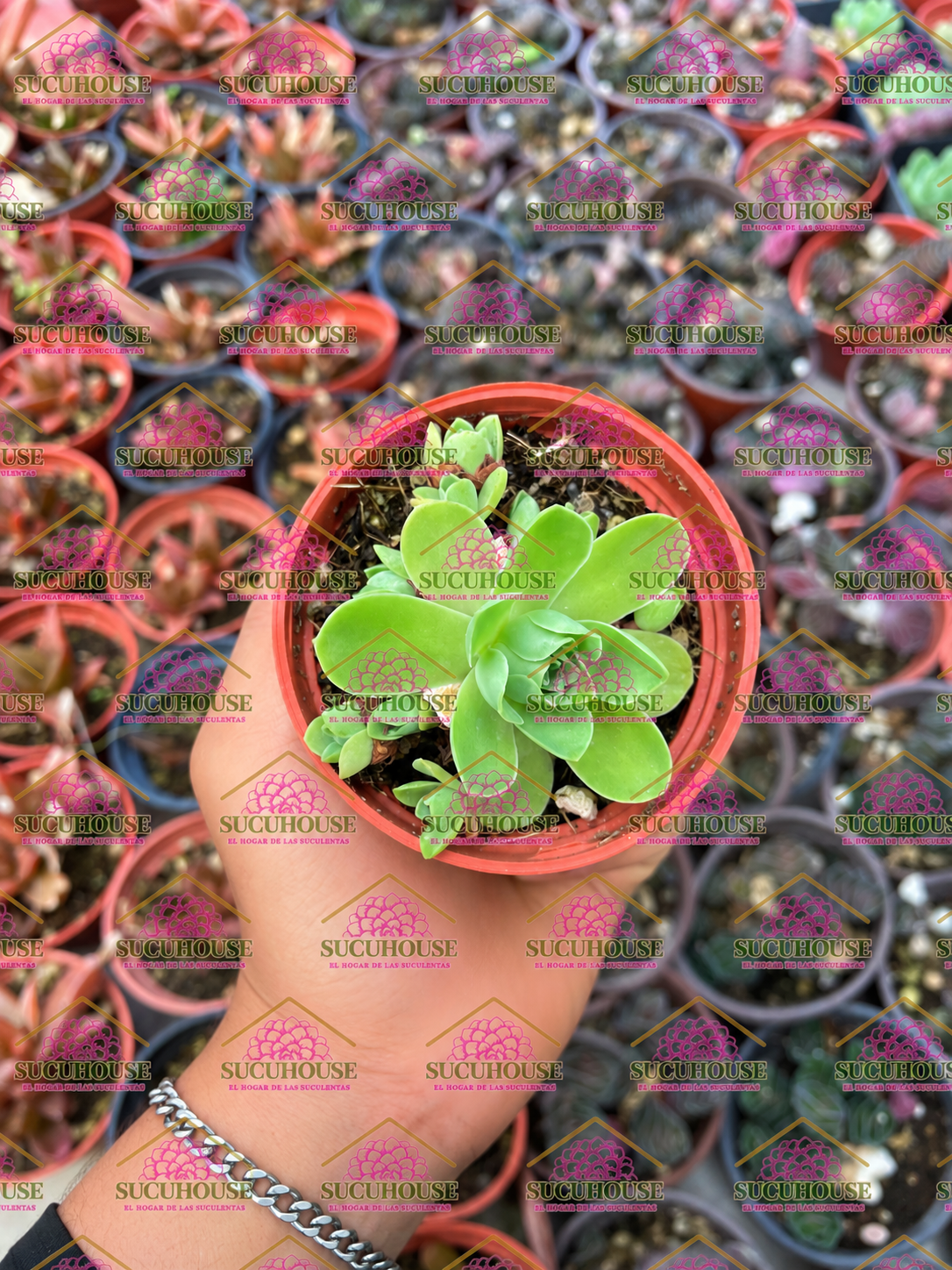 Greenovia dodrentalis M3'