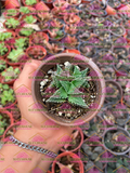 Faucaria tuberculosa M3'
