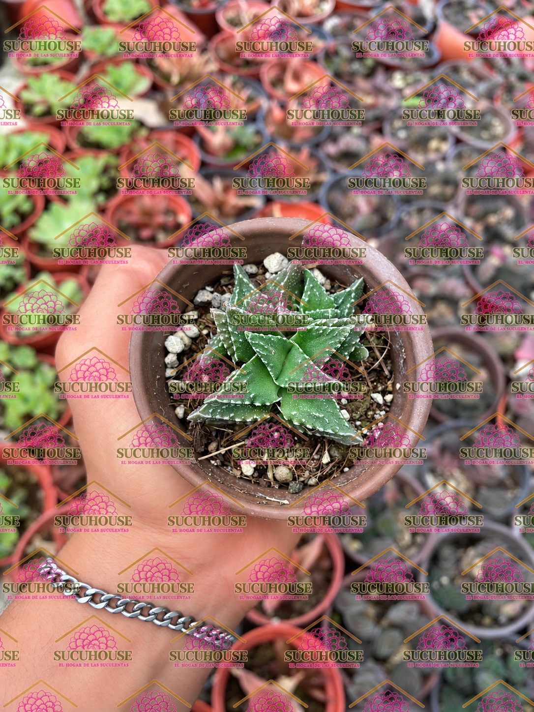 Faucaria tuberculosa M3'