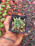 Aloe brevifolia M3'
