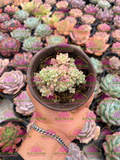 Sedum perezdelarosae M3'