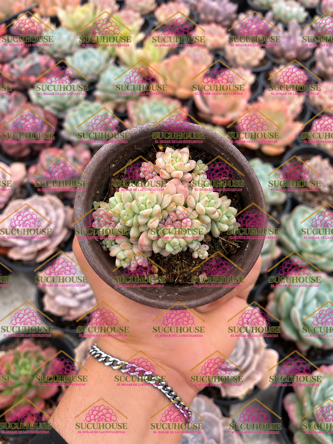 Sedum perezdelarosae M3'