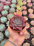 Echeveria Violet Prince M3'
