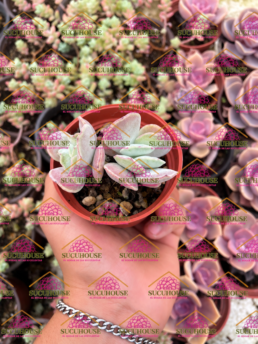 Cotyledon undulata M3'