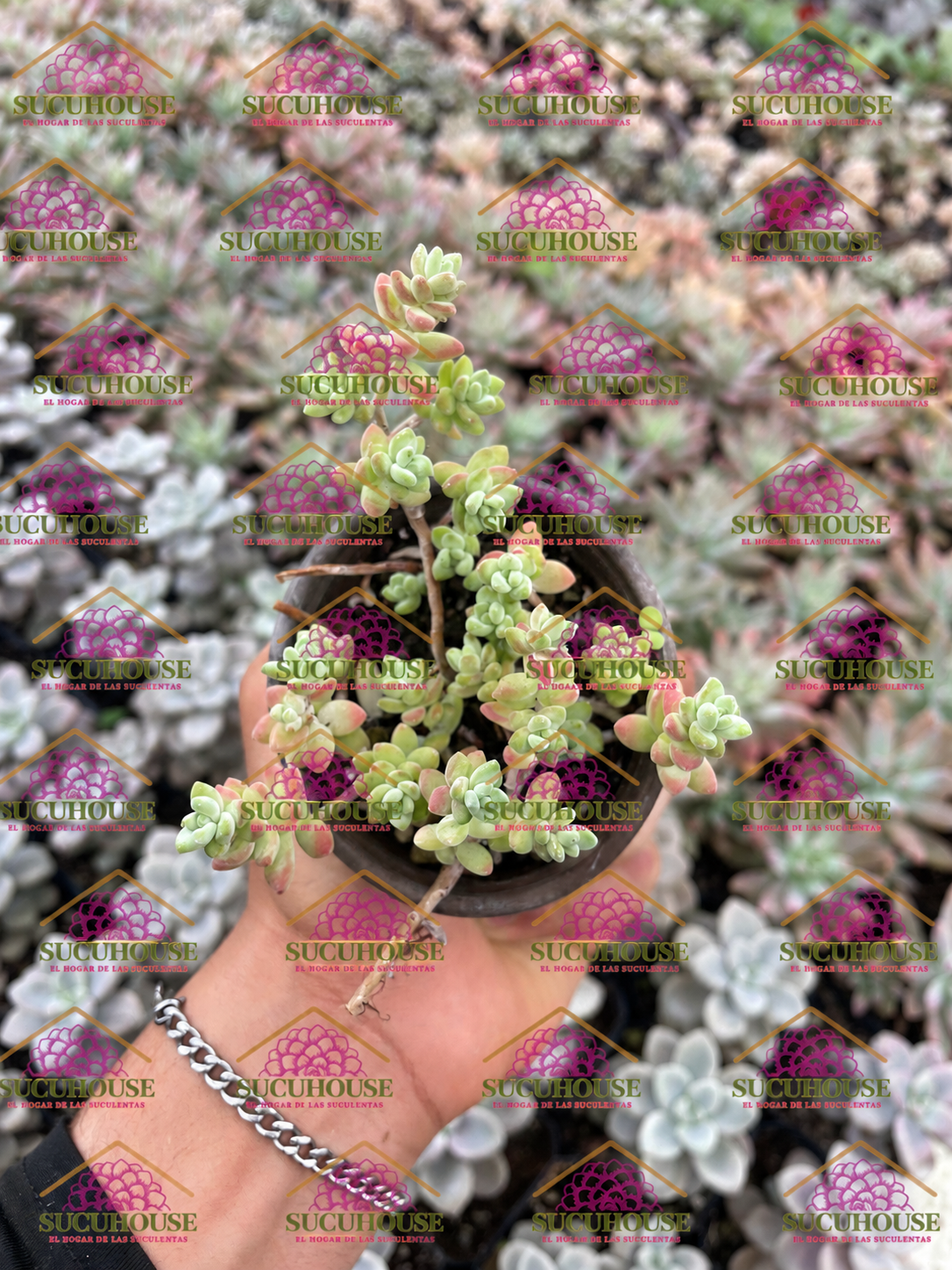 Sedum farinosum M3'