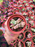 Gasteria armstrongii M3'