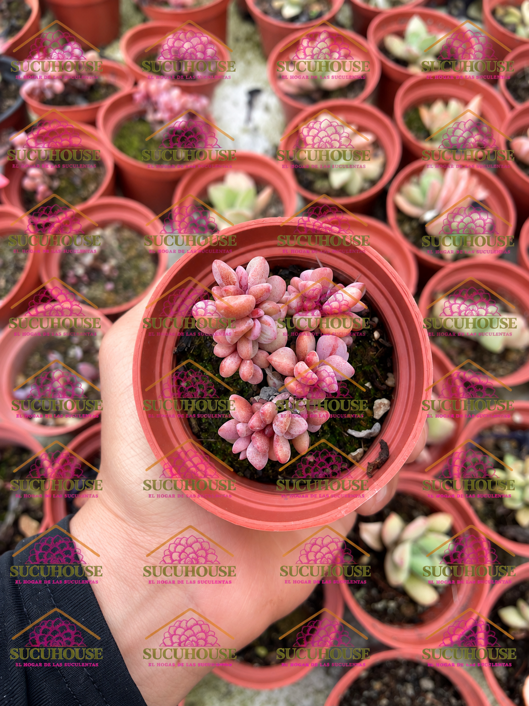 Echeveria Rezry M3'