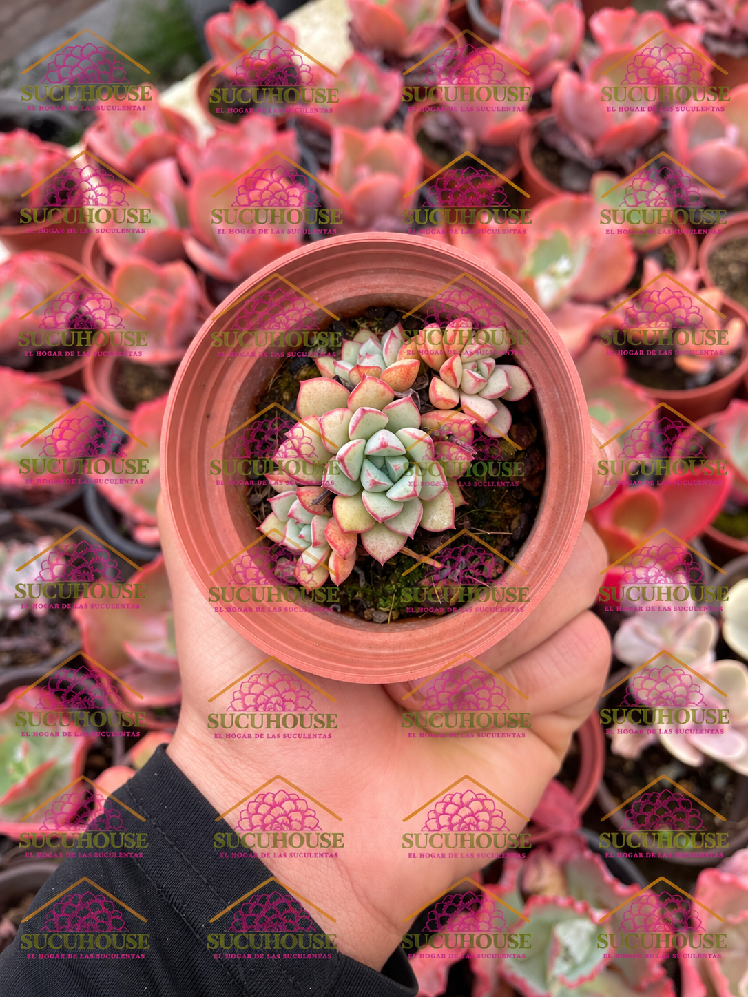 Echeveria subcorymbosa M3'