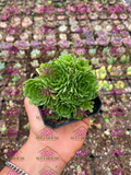 Rosularia platyphylla M3'