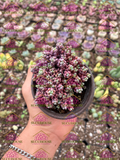 Sedum dasyphyllum Major M3'