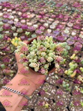 Sedum dasyphyllum Himalayan Skies M3'