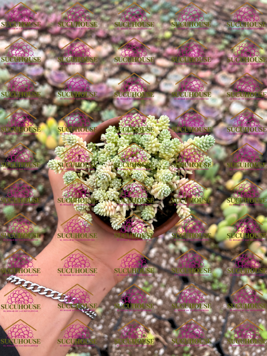 Sedum dasyphyllum Himalayan Skies M3'