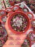 Echeveria amoena M3'