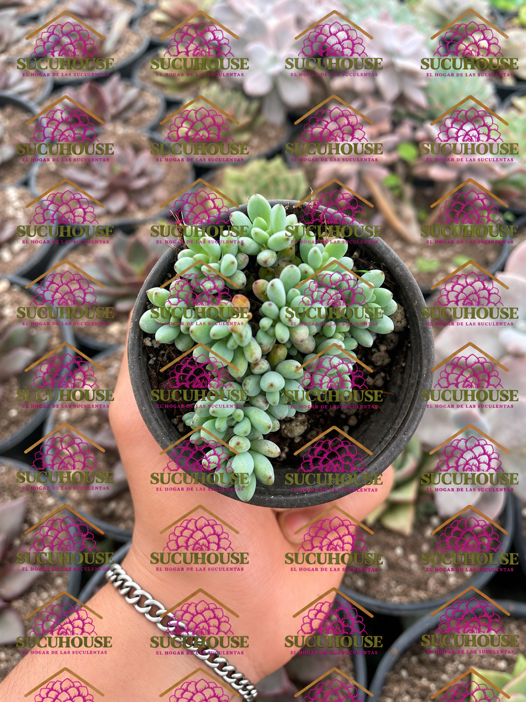 Graptopetalum pachyphyllum M3'