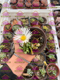 Fenestraria rhopalophylla M3'