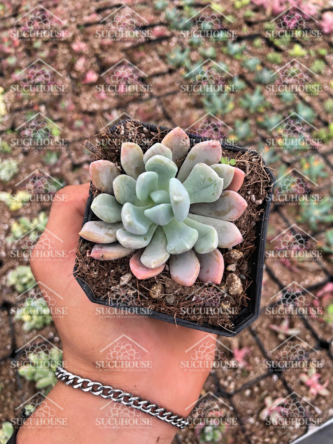 Pachyveria Scheideckeri M3'