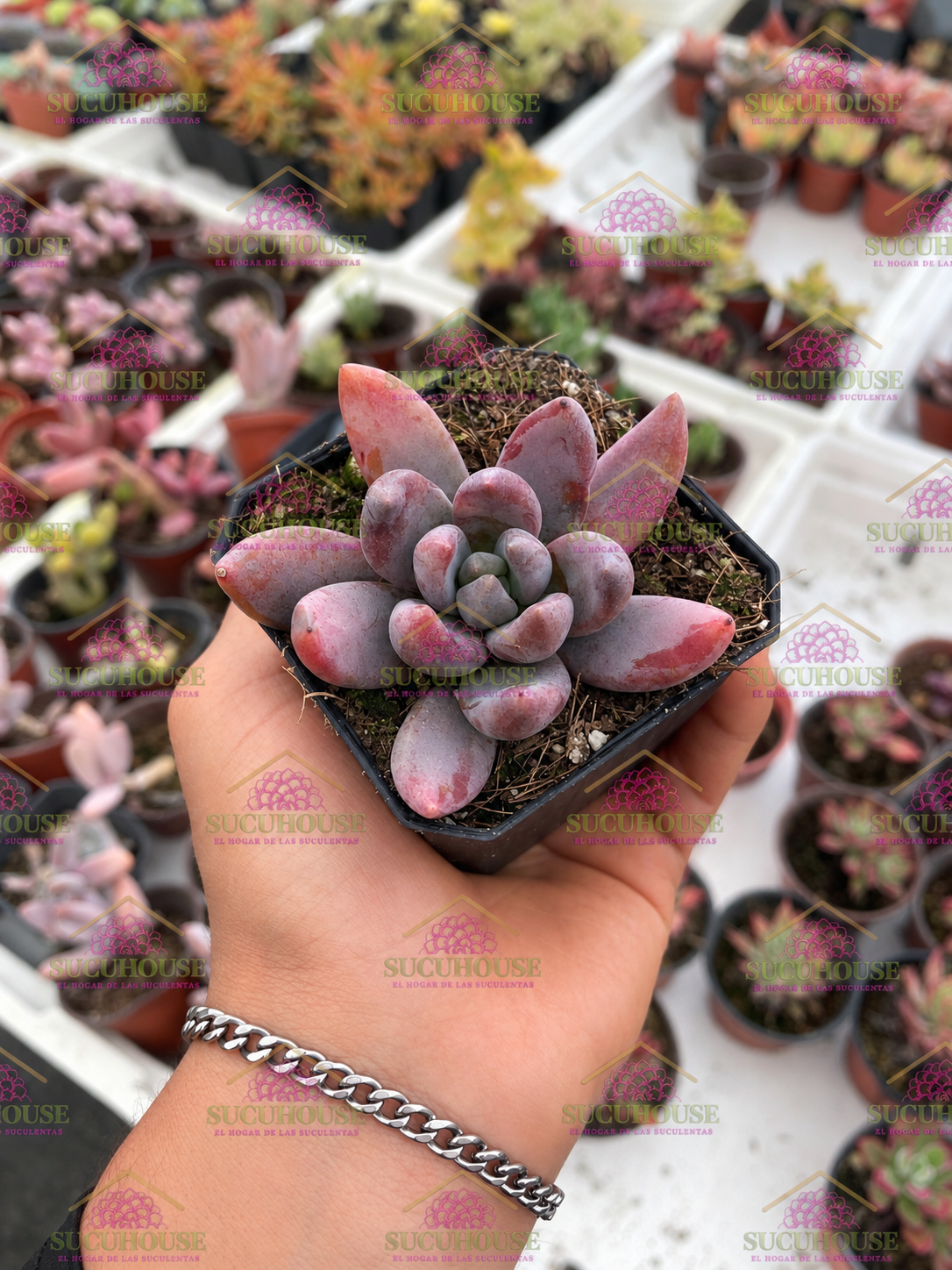 Pachyveria Blue Mist M3'