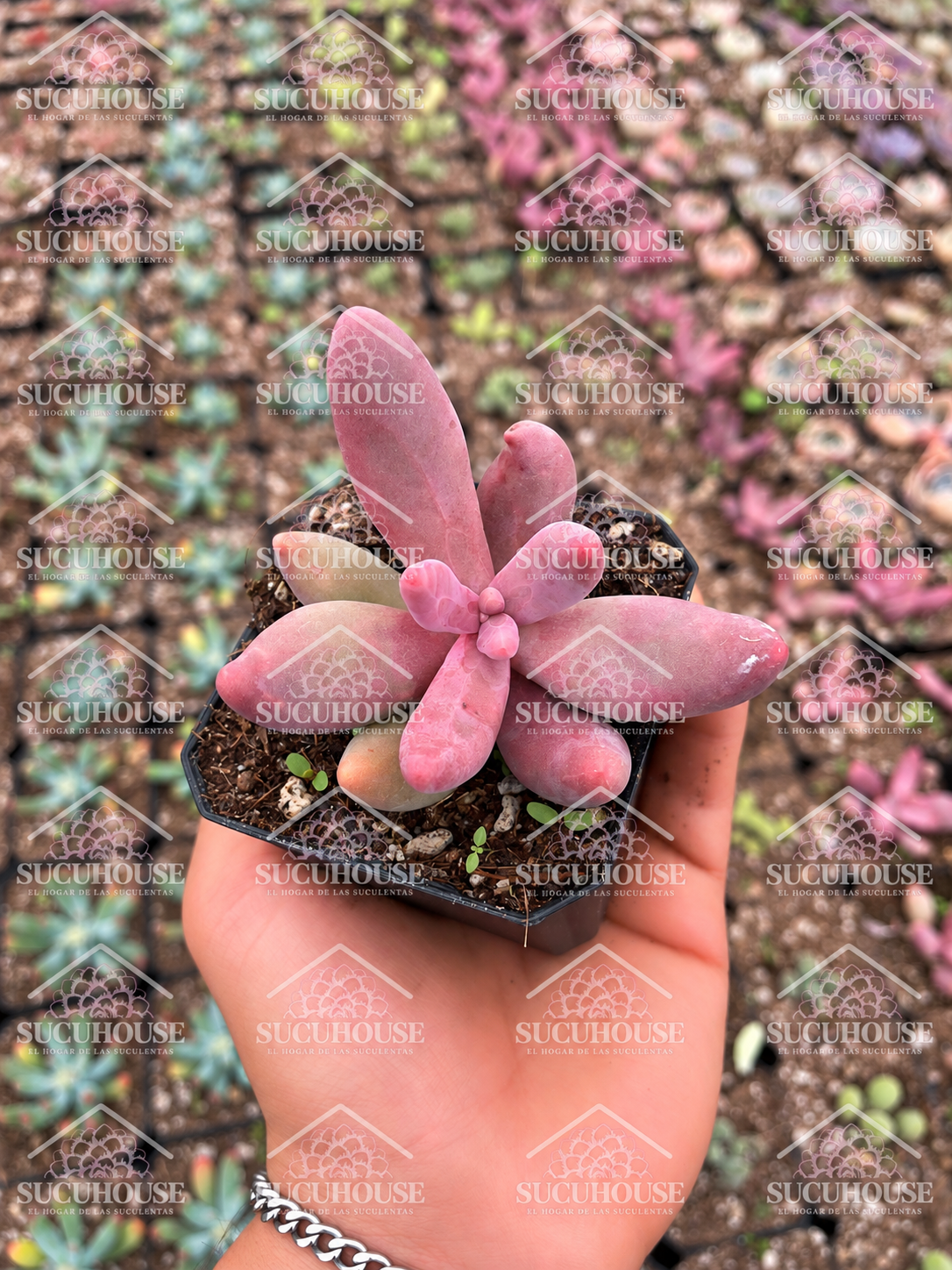 Pachysedum Ganzhou M3'
