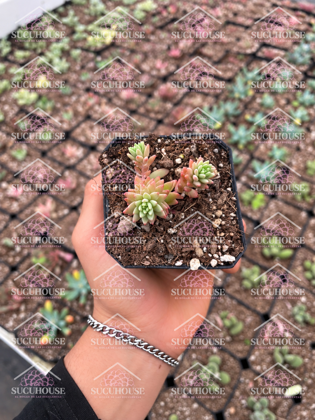Sedum sp M3'