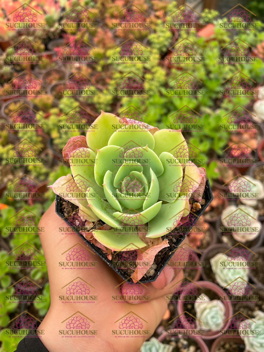 Echeveria Lemon Rose M3'