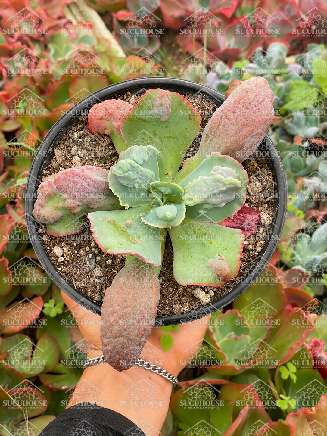 Echeveria Oceana M6'