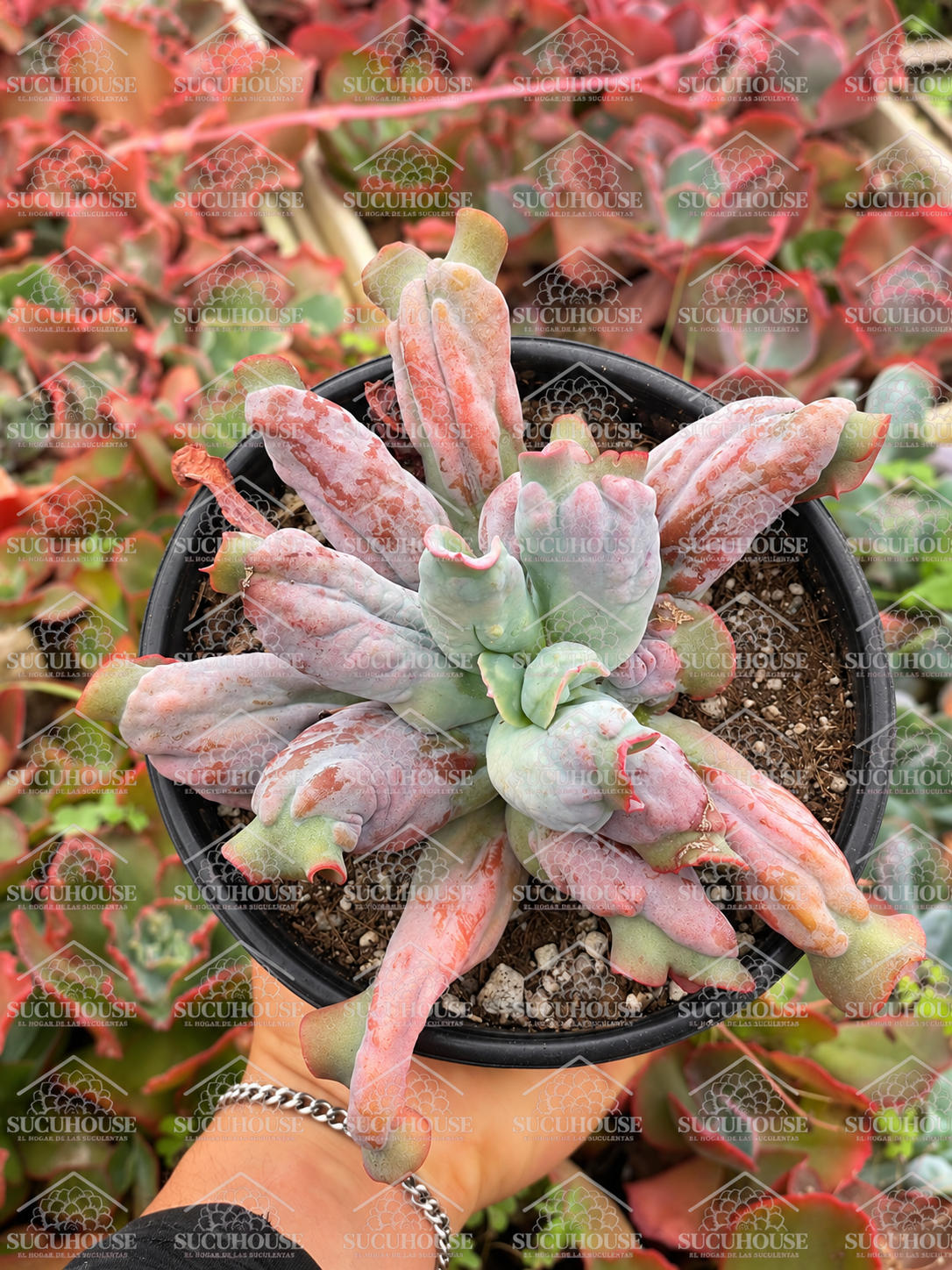 Echeveria Culibra M6'