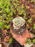 Graptoveria Lovely Rose M3'