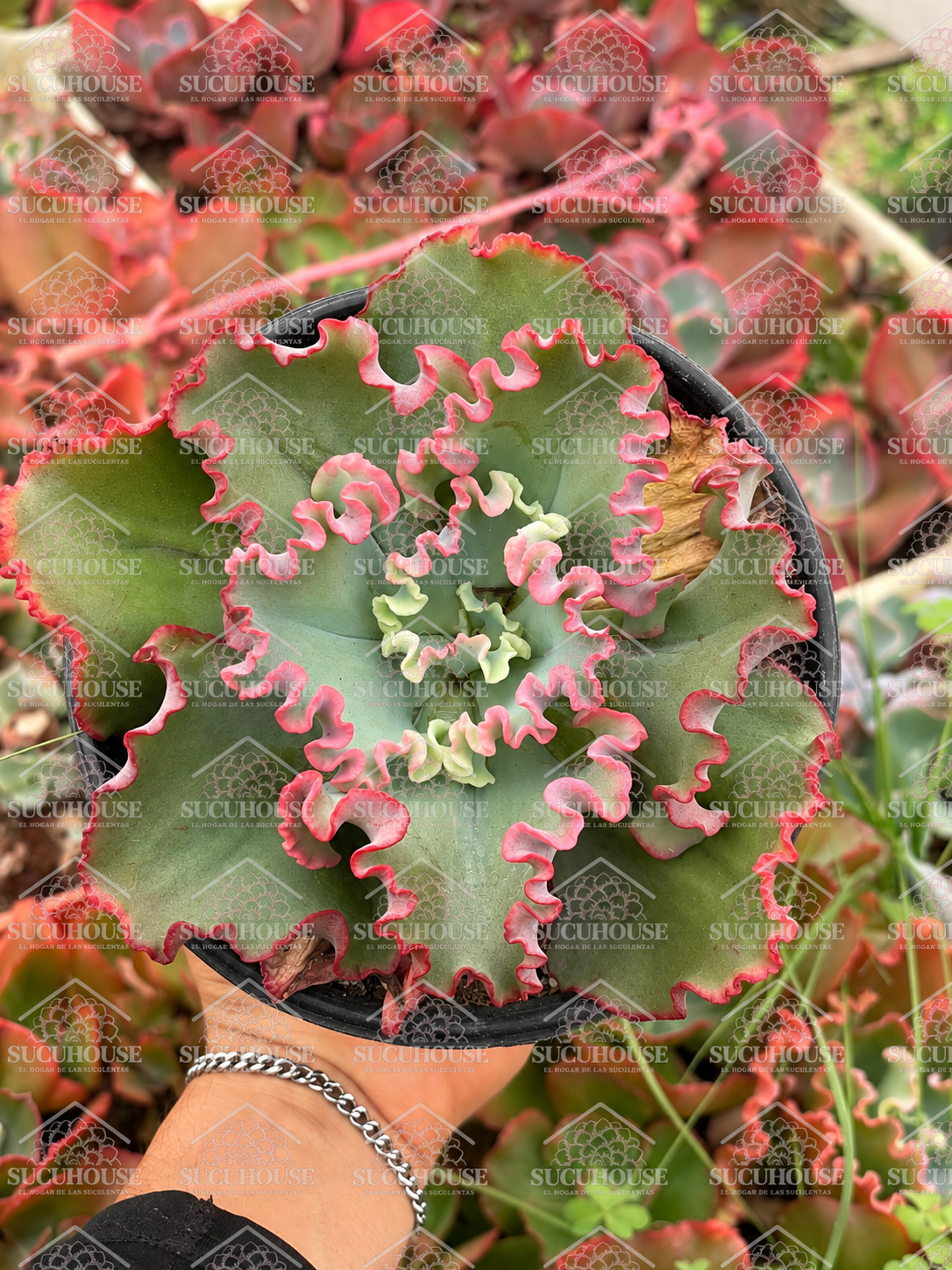 Echeveria gibbiflora Ruffles M6'