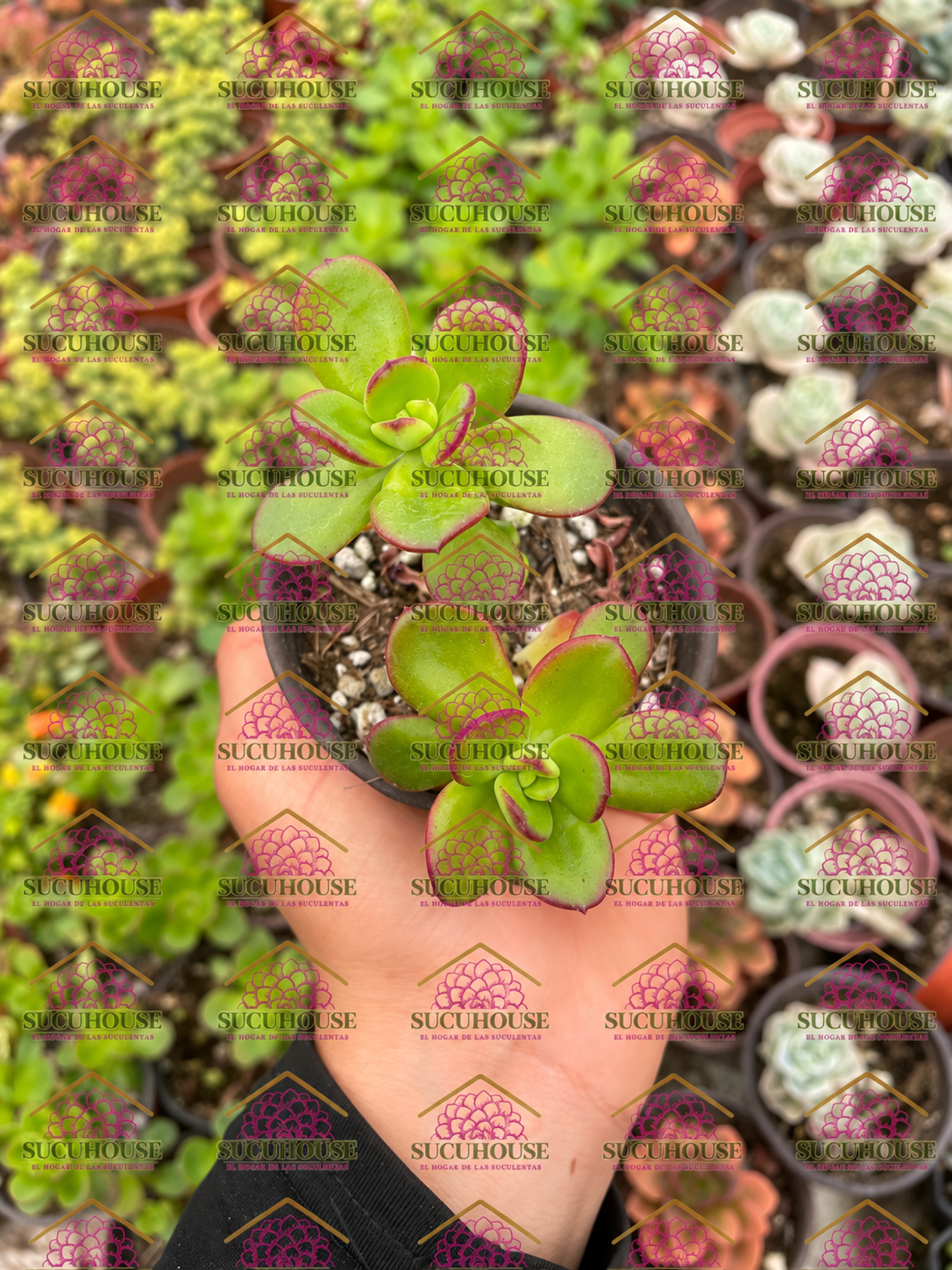 Echeveria spectabilis M3'