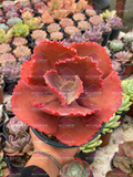 Echeveria Arlie Wright M6'