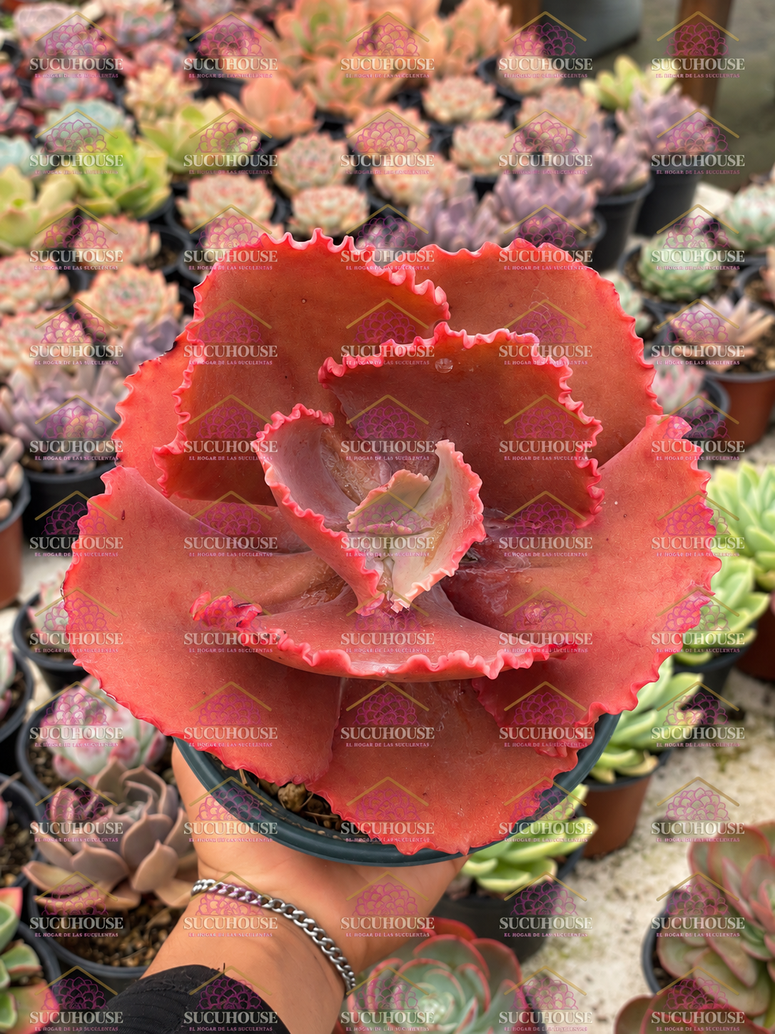 Echeveria Arlie Wright M6'