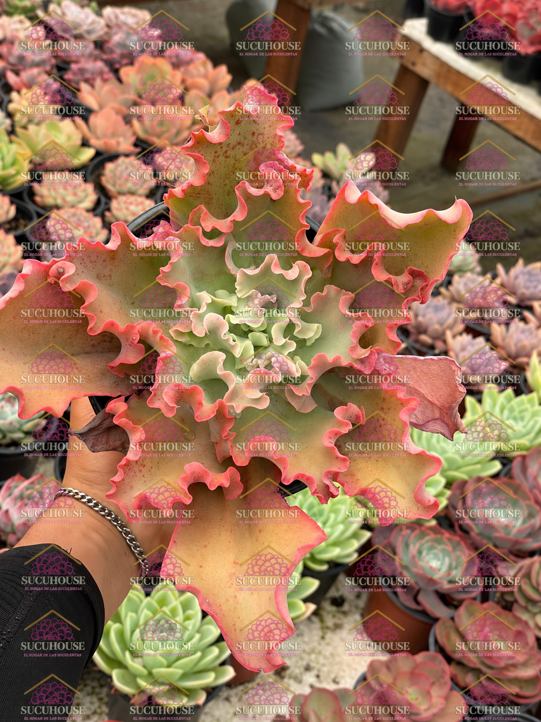 Echeveria gibbiflora coral reef M6'