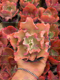 Echeveria gibbiflora ruffles M4'