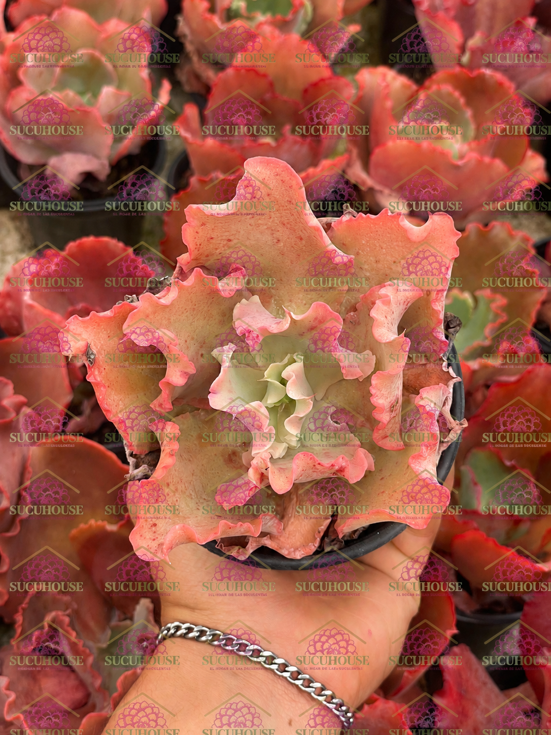 Echeveria gibbiflora ruffles M4'