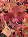 Echeveria zorro M4'