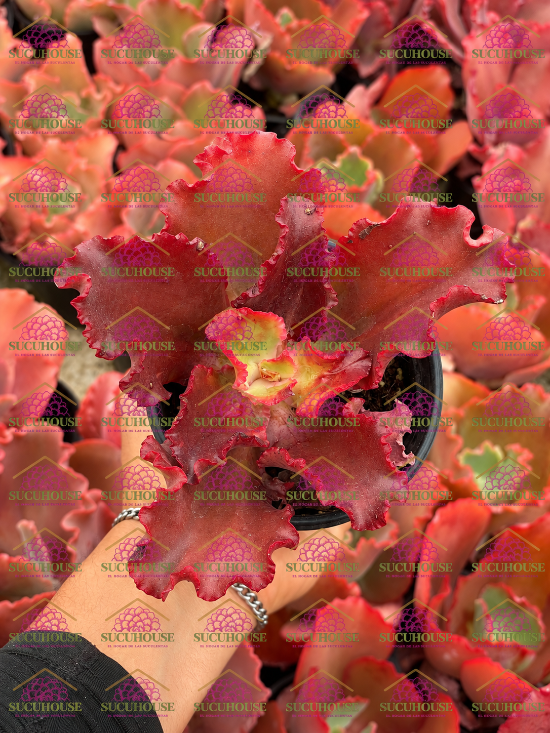 Echeveria gibbiflora chocolate M4'