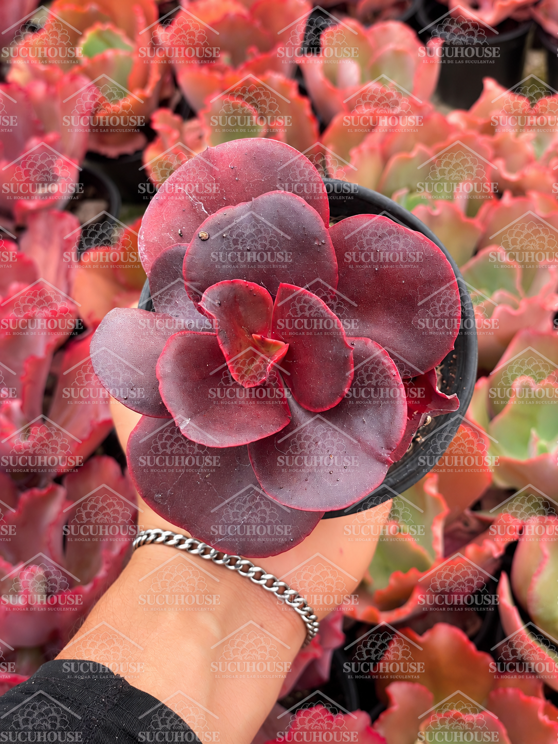 Echeveria Medallion M4'