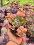 Echeveria speed bumps M4'