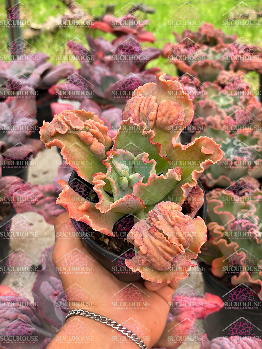 Echeveria speed bumps M4'