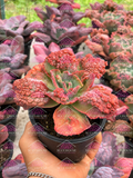 Echeveria Mauna Loa M4'