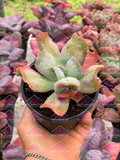 Echeveria Culibra M4'