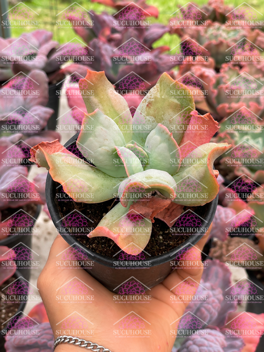 Echeveria Culibra M4'