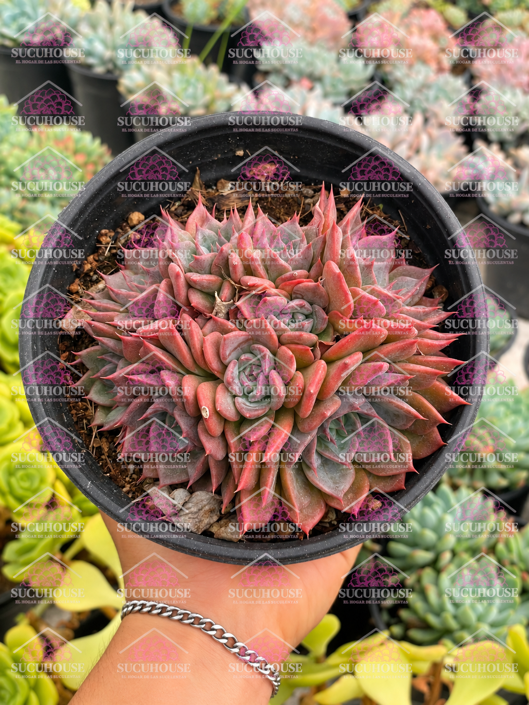 Colonia Violet prince M6'