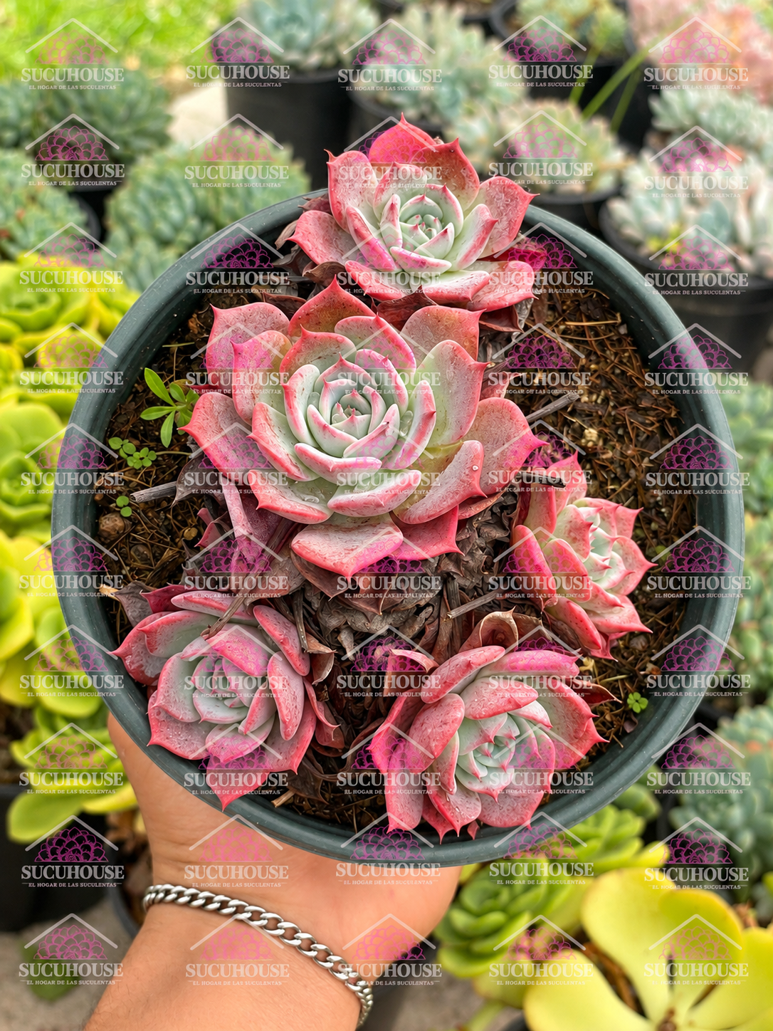 Colonia Echeveria azulita M6'