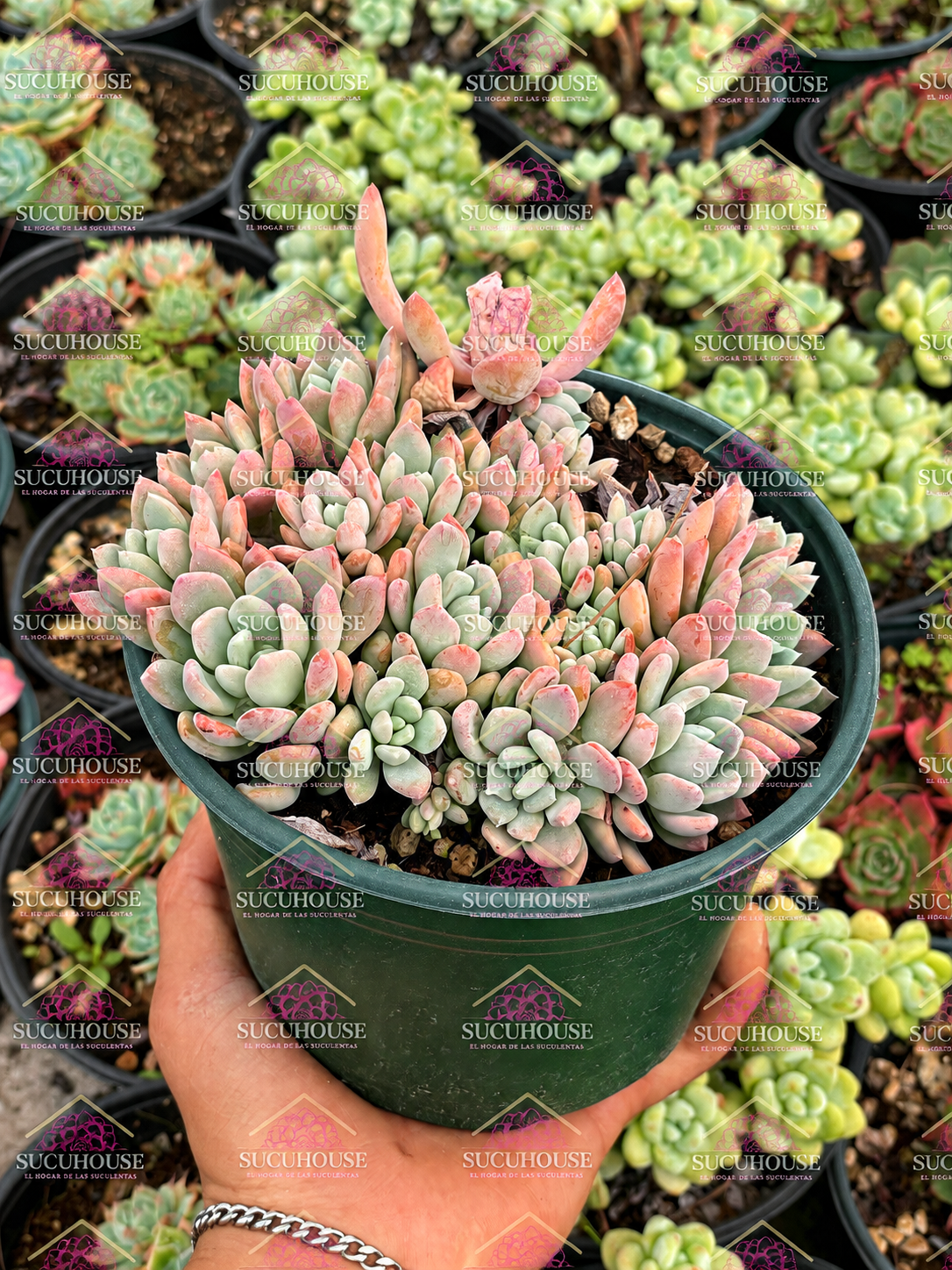 Colonia Pachyveria Scheideckerii M6'